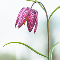 Buy canvas prints of Snakeshead Fritillary ( Fritillaria Meleagris ) by Peter Greenway