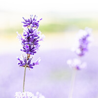 Buy canvas prints of Blooms Of Cotswolds Lavender At Snowshill  by Peter Greenway