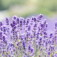 Buy canvas prints of Cotswolds Lavender At Snowshill, Gloucestershire by Peter Greenway