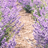 Buy canvas prints of Cotswolds Lavender At Snowshill, Gloucestershire by Peter Greenway