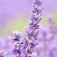 Buy canvas prints of Lavender Fields In The Cotswolds At Snowshill Lave by Peter Greenway