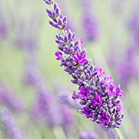 Buy canvas prints of Iscolated Bloom Of Cotswolds Lavender by Peter Greenway