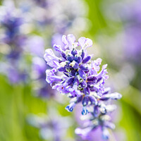 Buy canvas prints of Iscolated Bloom Of Cotswolds Lavender by Peter Greenway