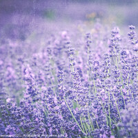 Buy canvas prints of Cotswold Lavender Blooms by Peter Greenway