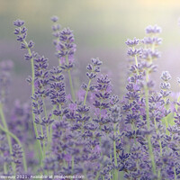 Buy canvas prints of Cotswold Lavender Bloom by Peter Greenway