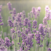 Buy canvas prints of Cotswold Lavender Blooms by Peter Greenway