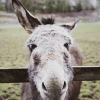 Buy canvas prints of Very Curious Farmyard Donkey by Peter Greenway