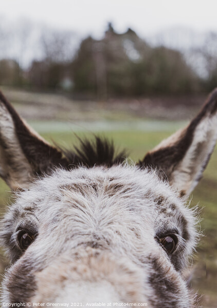 Very Curious Farmyard Donkey Face With Pricked Up Ears Picture Board by Peter Greenway