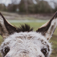Buy canvas prints of Very Curious Farmyard Donkey Face With Pricked Up Ears by Peter Greenway
