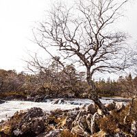 Buy canvas prints of Lone Tree In The Woodlands Around Glen Affric, Scottish Highland by Peter Greenway