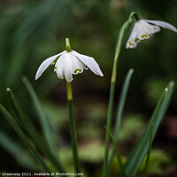 Buy canvas prints of Roadside English Spring Snowdrops by Peter Greenway