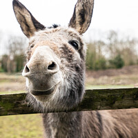 Buy canvas prints of Very Curious Farmyard Donkey by Peter Greenway