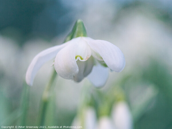 Early English Spring Snowdrops In Cottisford Churc Picture Board by Peter Greenway