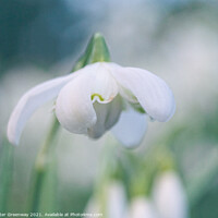 Buy canvas prints of Early English Spring Snowdrops In Cottisford Churc by Peter Greenway