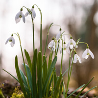 Buy canvas prints of Spring Woodland Snowdrops by Peter Greenway
