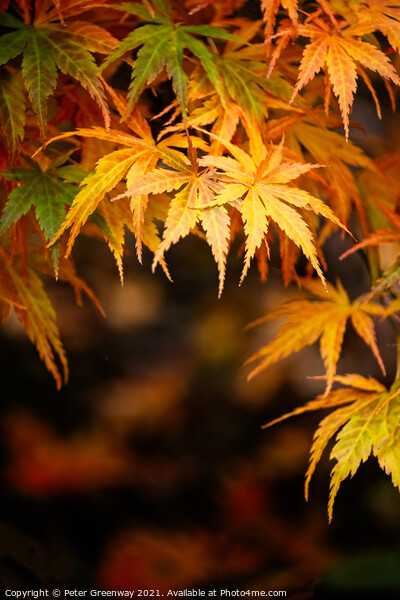 Autumnal Acer Leaves On The Trees At Batsford Arbo Picture Board by Peter Greenway