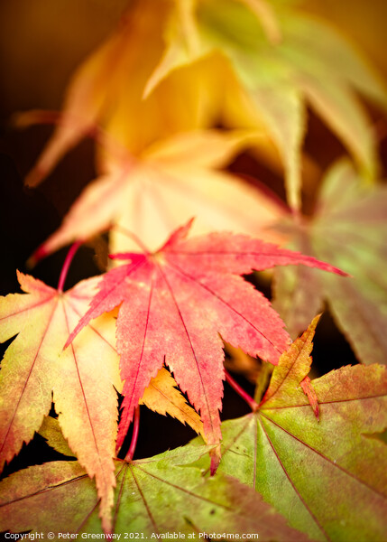 Colourful Autumn Japanese Maple Leaves At Batsford Picture Board by Peter Greenway