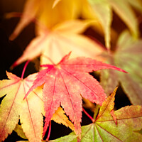 Buy canvas prints of Colourful Autumn Japanese Maple Leaves At Batsford by Peter Greenway