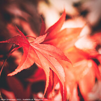 Buy canvas prints of Autumnal Acer Leaves On The Trees At Batsford Arbo by Peter Greenway