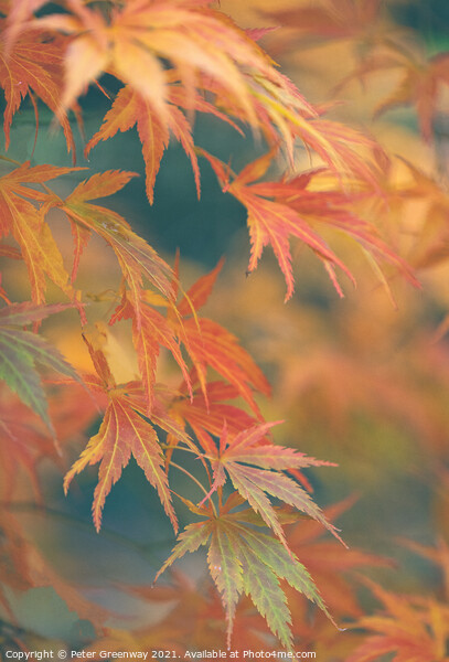 Autumnal Acer Leaves On The Trees At Batsford Arbo Picture Board by Peter Greenway