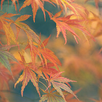 Buy canvas prints of Autumnal Acer Leaves On The Trees At Batsford Arbo by Peter Greenway