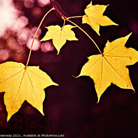 Buy canvas prints of Yellow Cappadocian Maple Autumn Leaves At Batsford by Peter Greenway