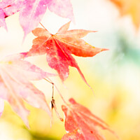 Buy canvas prints of Colourful Autumn Leaves At Batsford Arboretum, Glo by Peter Greenway