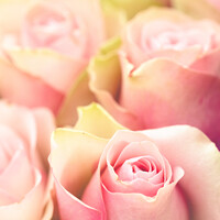 Buy canvas prints of Bouquet Of Award Winning Pink Roses by Peter Greenway