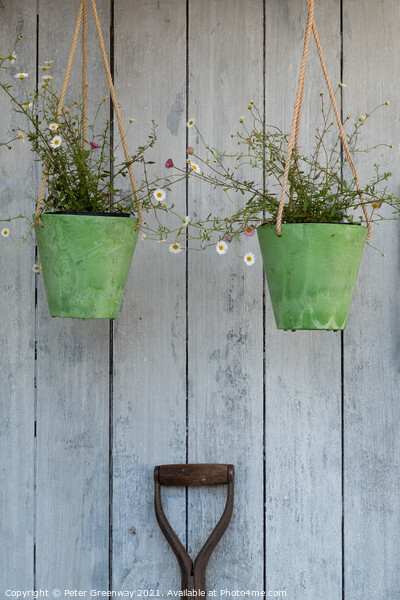 Two Hanging Green Pots Of Daisies & A Spade Handle  Picture Board by Peter Greenway