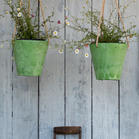 Buy canvas prints of Two Hanging Green Pots Of Daisies & A Spade Handle  by Peter Greenway