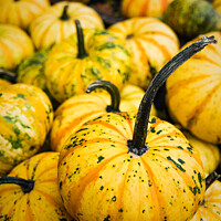 Buy canvas prints of Pile Of Yellow Pumpkins At Waldens Pumpkin Farm by Peter Greenway