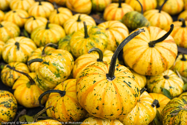 Pile Of Yellow Pumpkins At Waldens Pumpkin Farm Picture Board by Peter Greenway