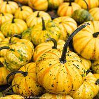 Buy canvas prints of Pile Of Yellow Pumpkins At Waldens Pumpkin Farm by Peter Greenway