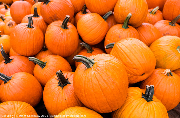 Piles Of Halloween Pumpkins In Tennessee Picture Board by Peter Greenway