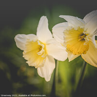 Buy canvas prints of Spring Daffodils In The Grounds Of Waterperry Gardens by Peter Greenway