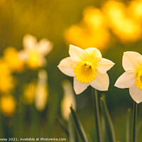 Buy canvas prints of Early Spring Daffodils At Waddesdon Manor, Buckinghamshire by Peter Greenway