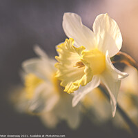 Buy canvas prints of Spring Daffodils In Waterperry Gardens, Oxfordshire by Peter Greenway