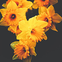 Buy canvas prints of Roadside Spring Daffodils by Peter Greenway