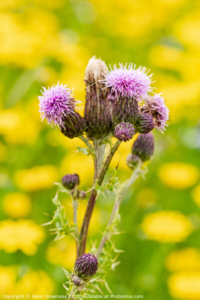 Scottish Thistle Against A Sea Of Dandelions Picture Board by Peter Greenway