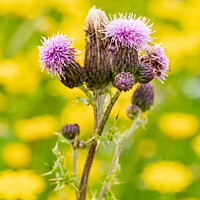 Buy canvas prints of Scottish Thistle Against A Sea Of Dandelions by Peter Greenway
