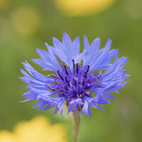 Buy canvas prints of Centaurea Cyanus ( Bachelors Button ) In The Meado by Peter Greenway