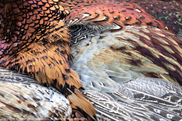 Cock Pheasant Feathers Picture Board by Peter Greenway