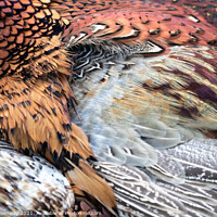 Buy canvas prints of Cock Pheasant Feathers by Peter Greenway