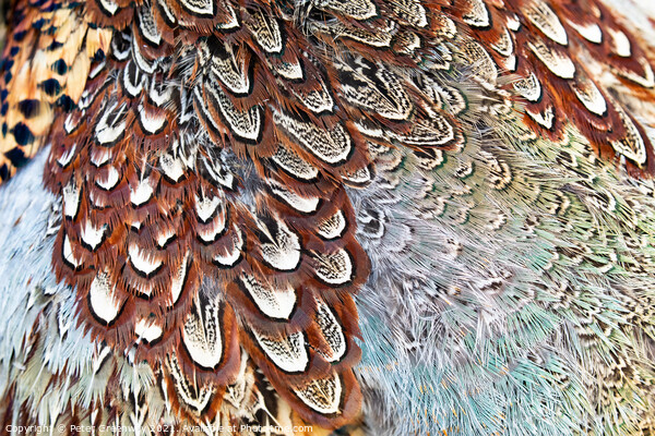 Colourful Pheasant Feathers Picture Board by Peter Greenway