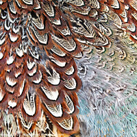 Buy canvas prints of Colourful Pheasant Feathers by Peter Greenway