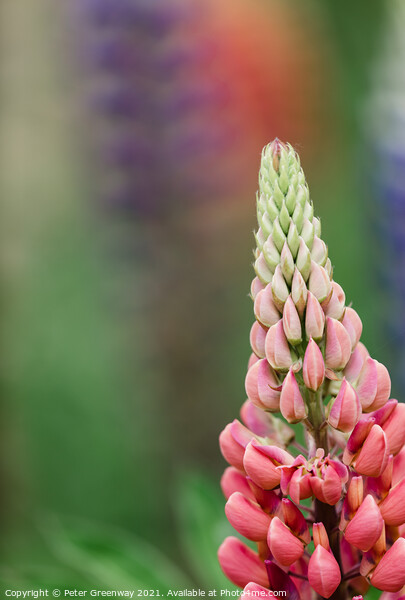 'Gallery Pink' Lupins In A Flower Border At Rousha Picture Board by Peter Greenway