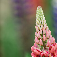 Buy canvas prints of 'Gallery Pink' Lupins In A Flower Border At Rousha by Peter Greenway