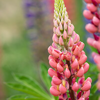 Buy canvas prints of 'Gallery Pink' Lupins In A Flower Border At Rousha by Peter Greenway