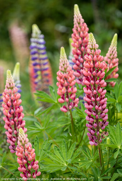 'Gallery Pink' Lupins In A Flower Border At Rousha Picture Board by Peter Greenway