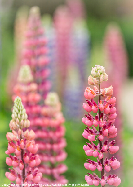 Red Lupins In The Flower Borders Of Hidcote Manor  Picture Board by Peter Greenway